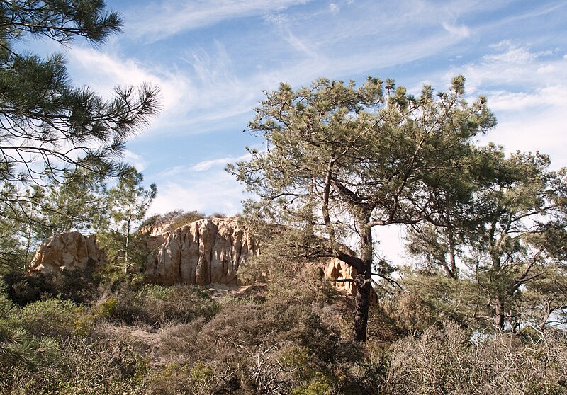 torrey pines state reserve