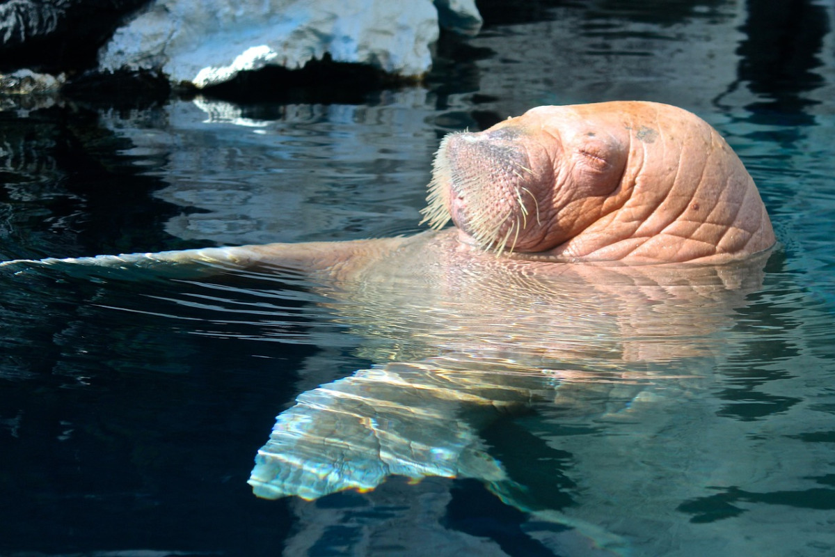 tricheco sea world san diego polare