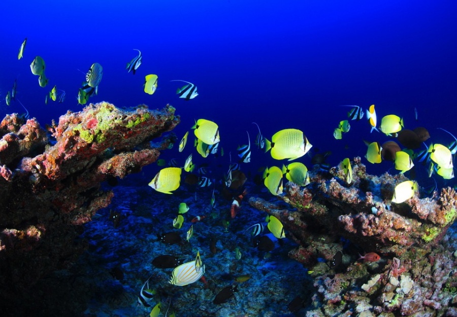 barriera corallina(1)