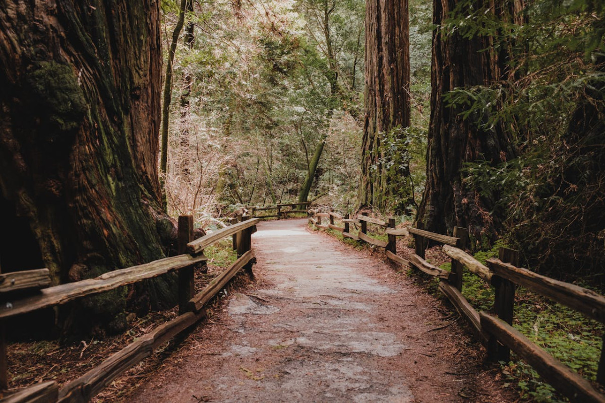 view on an empty trail in the muir woods national monument in marin county california 1