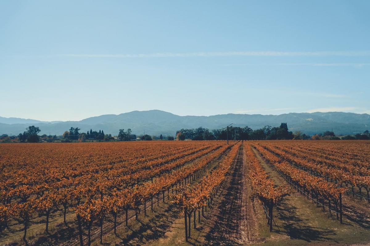 vineyard in napa valley 1