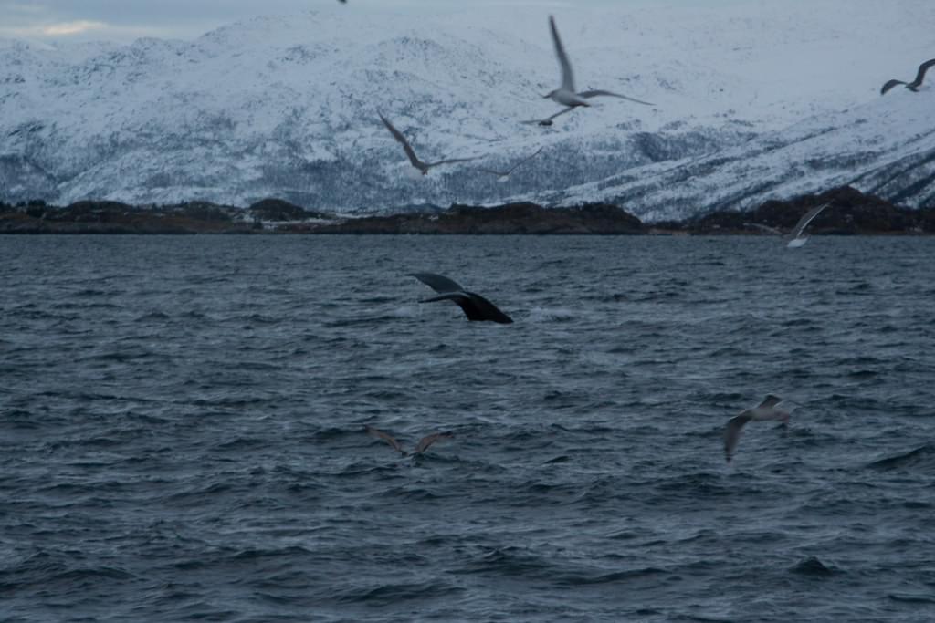 whale safari