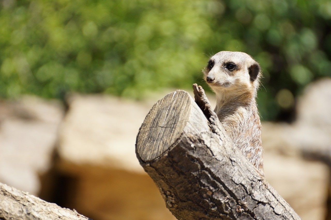zoo suricato meerkat animale 1
